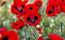 Remembrance Sunday 13th Noveber2022